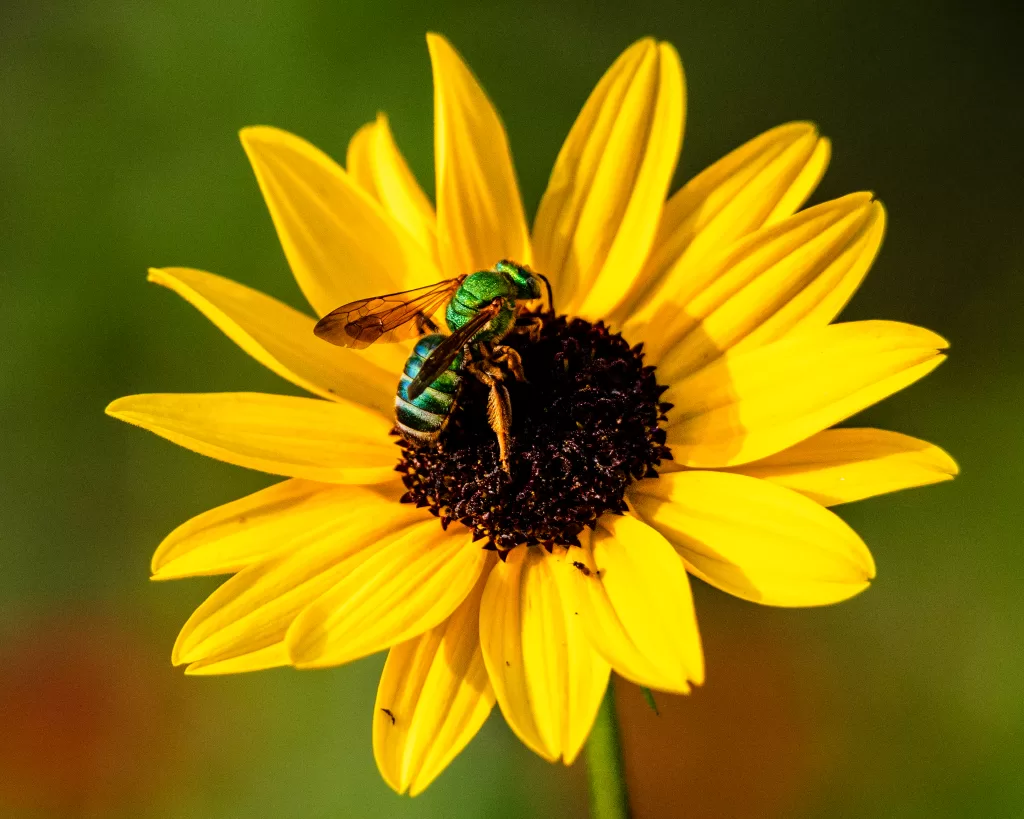 “A vibrant close-up of a bee on a sunflower - natural beauty captured in perfect detail.”