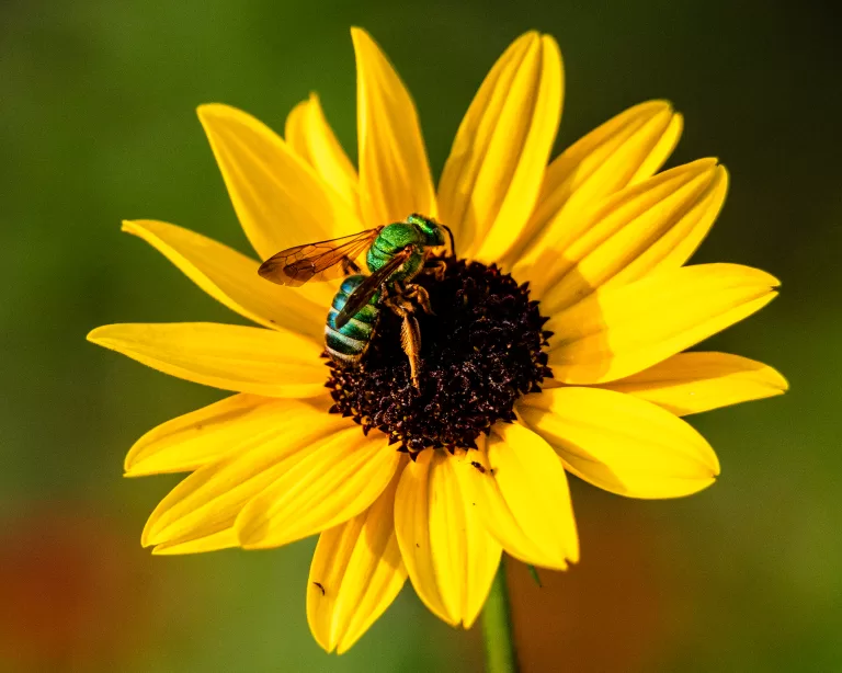 “A vibrant close-up of a bee on a sunflower - natural beauty captured in perfect detail.”