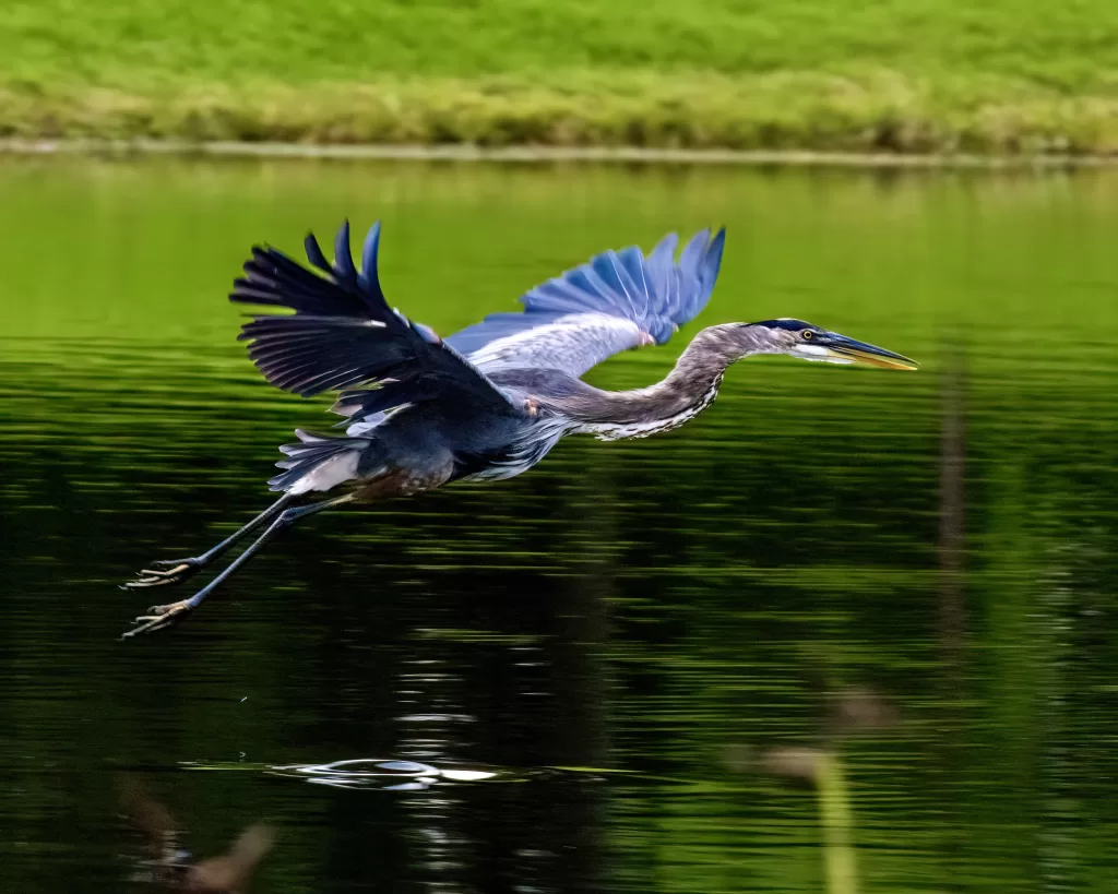 Great blue heron gliding low across a vivid green pond, wings fully extended.
