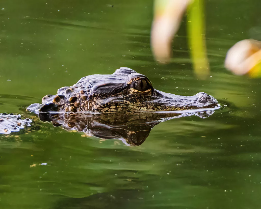 Alligator partially submerged in calm green water, with head and eyes above the surface.