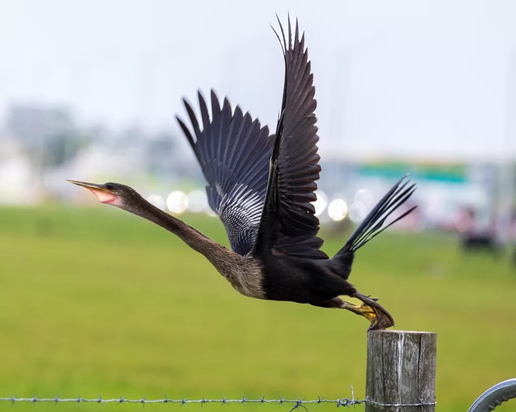 Anhinga launching from a wooden post with wings outstretched and mouth open.