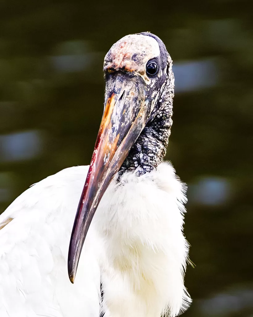 Close-up of a wood stork with textured beak and white plumage, set against a dark green water background.