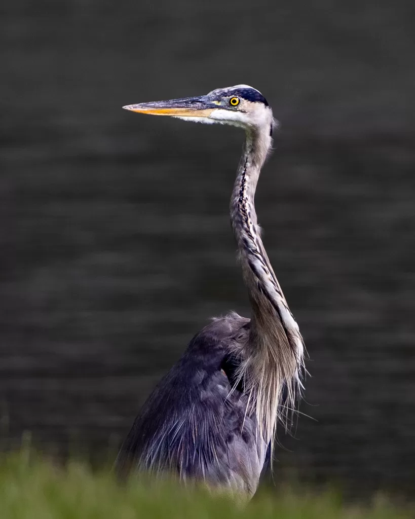 Great blue heron standing motionless at the water’s edge, neck extended and alert.