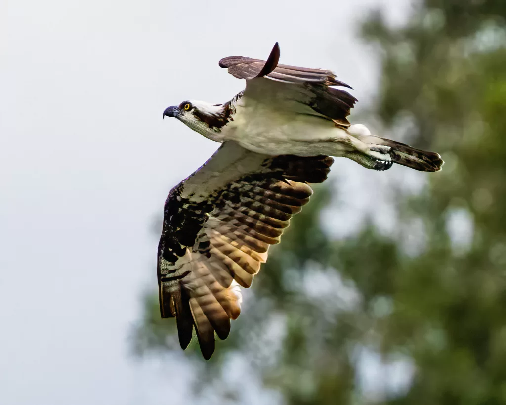Osprey flying with wings arched and eyes locked forward, against a soft forest background.