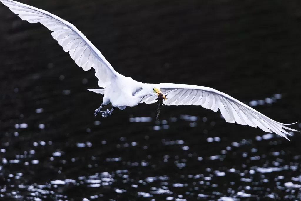 White egret mid-air carrying an armored catfish in its beak above dark water.