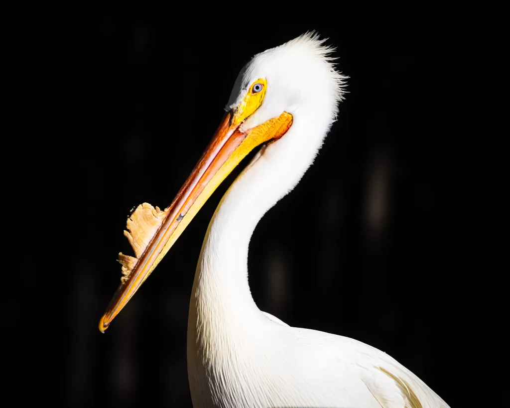 White pelican head portrait with detailed textures of beak and feathers.